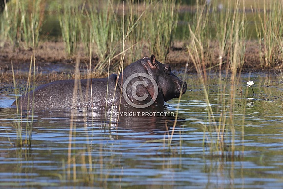 Hippopotamus Hippopotamus