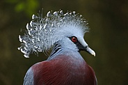 Victoria crowned pigeon (Goura victoria)