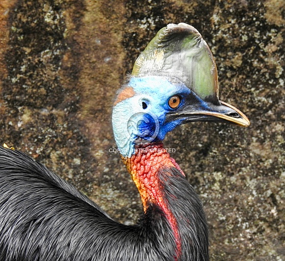 Cassowary