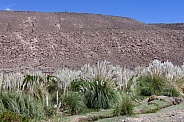 Pampas Grass - Atacama Desert - Chile
