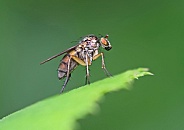 Long legged Fly