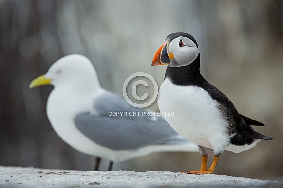 Puffin the birds from the arctic.