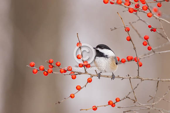 Chickadee and red Winterberries