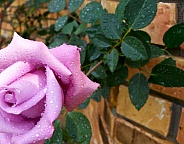 Pink Rose after a Shower