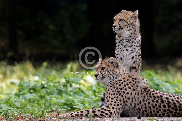 Cheetah