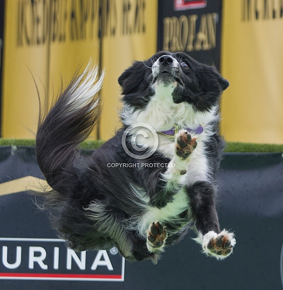 Border Collie or Australian Shepherd
