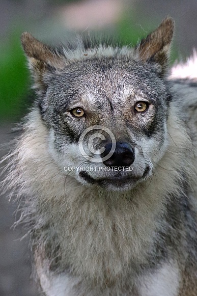 Wolf Wolf