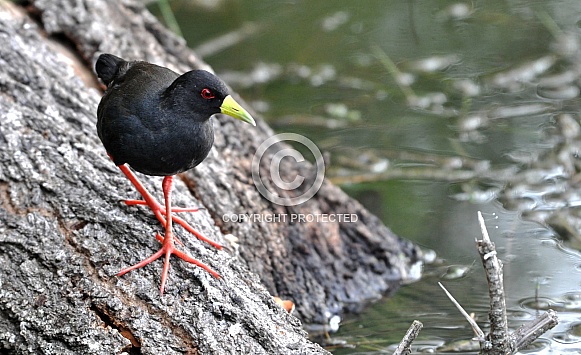 Black Crake