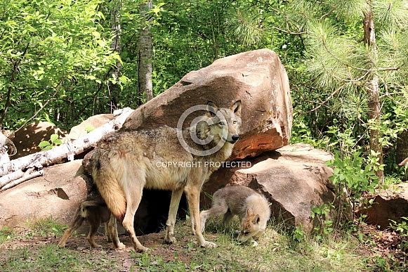 Wolf and Wolf Pups