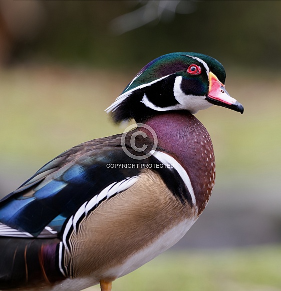 Wood Ducks