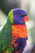 The rainbow lorikeet
