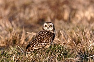 Short Eared Owl--Short Eared Owl At Sunset