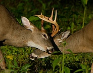 White tail deer