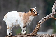 Dwarf goat