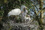 The Eurasian spoonbill