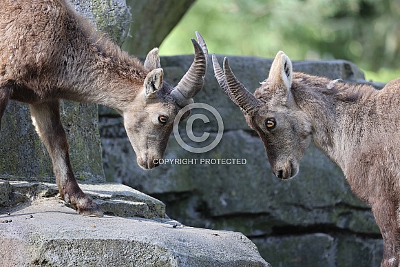 Alpine ibex (Capra Ibex)