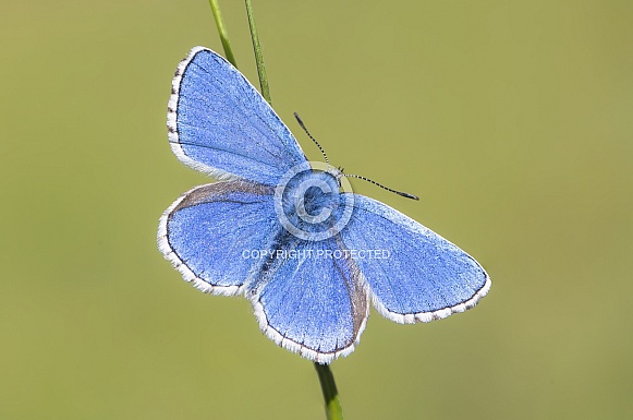 Male Adonis blue