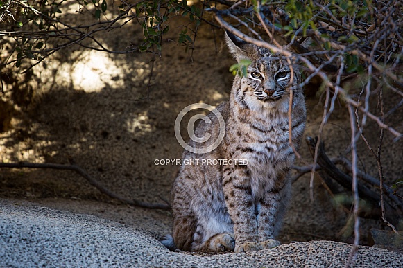 Bobcat