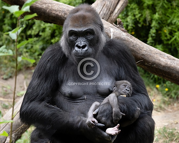 Western Lowland Gorilla Western Lowland Gorilla