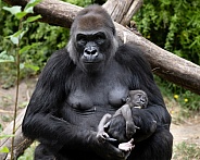 Western Lowland Gorilla