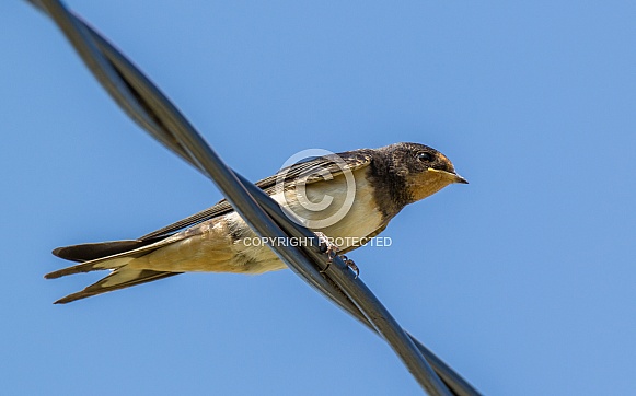 Barn swallow Barn swallow