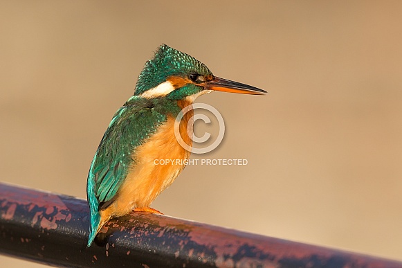 Kingfisher Kingfisher