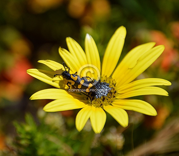 Spotted Blister Beetle Spotted Blister Beetle