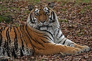Amur Tiger - Close Up