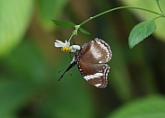 Great Eggfly