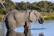 African Elephant - Loxodonta africana