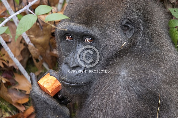 Western lowland Gorilla (Gorilla gorilla gorilla)