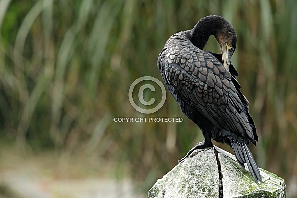 Cormorant Cormorant