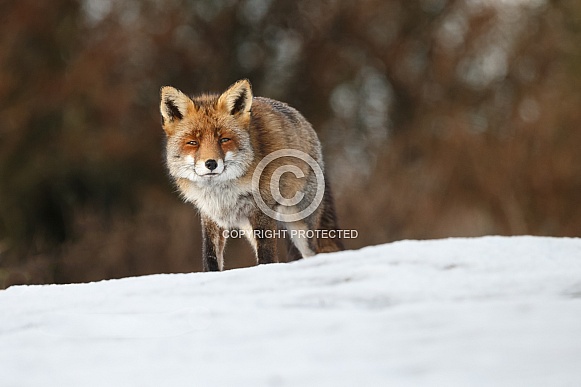 Red fox in Nature Red fox in Nature