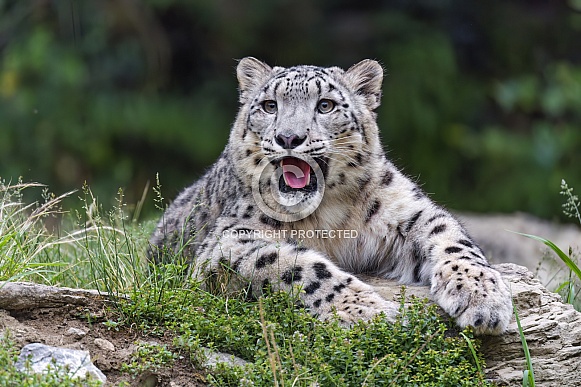 Snow leopard with open mouth
