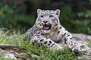 Snow leopard with open mouth