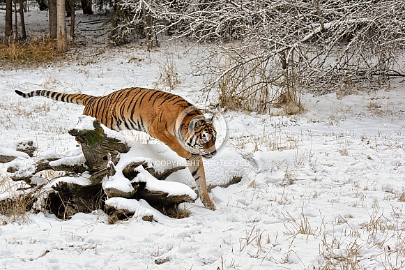 Amur Tiger