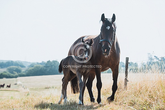 Warmblood Mare and Foal