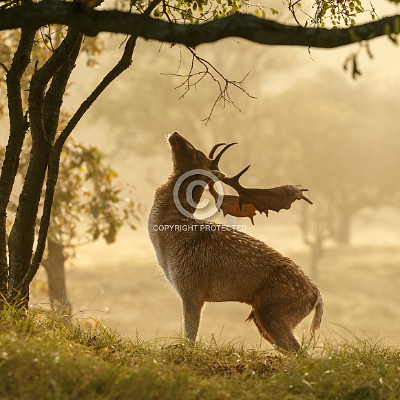 Fallow Deer