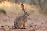 Jackrabbit, Lepus californicus