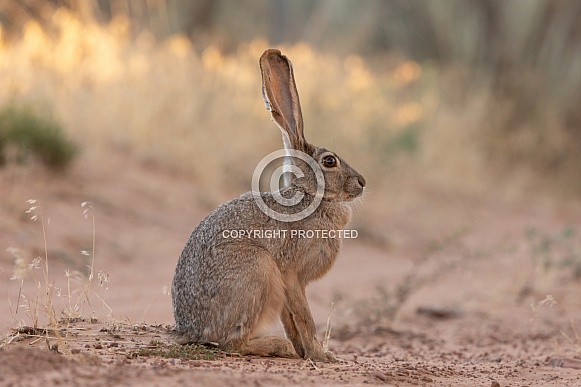 Jackrabbit, Lepus californicus
