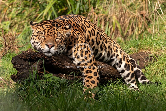 Jaguar Asleep On Log
