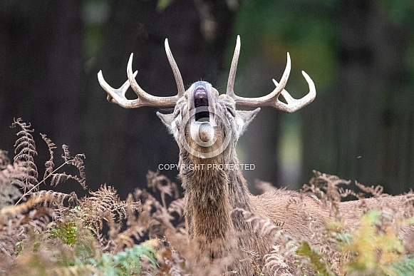 Red deer