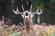 Red deer