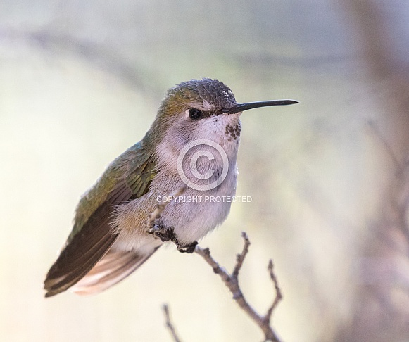 Female Anna's Hummingbird Closeup Female Anna's Hummingbird Closeup