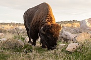 American Bison, Bison bison