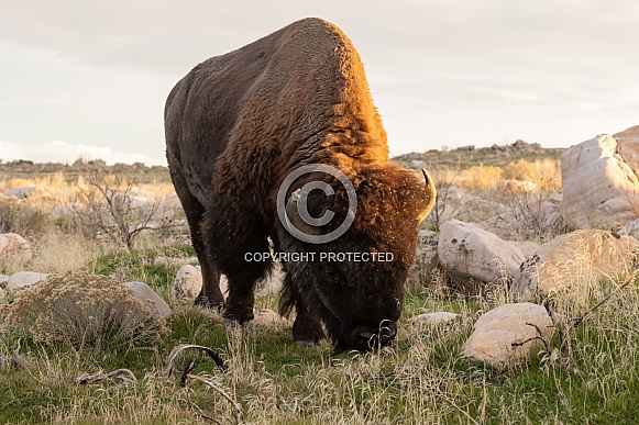 American Bison, Bison bison