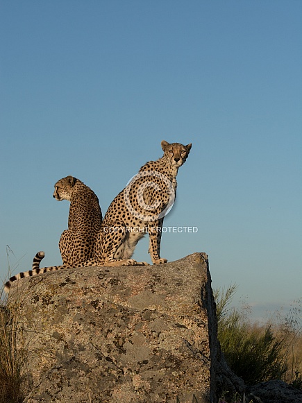 Cheetahs