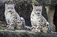 Two snow leopard cubs posing