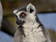 Ring-tailed lemur (Lemur catta)