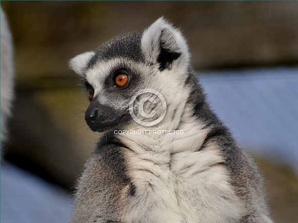 Ring-tailed lemur (Lemur catta)